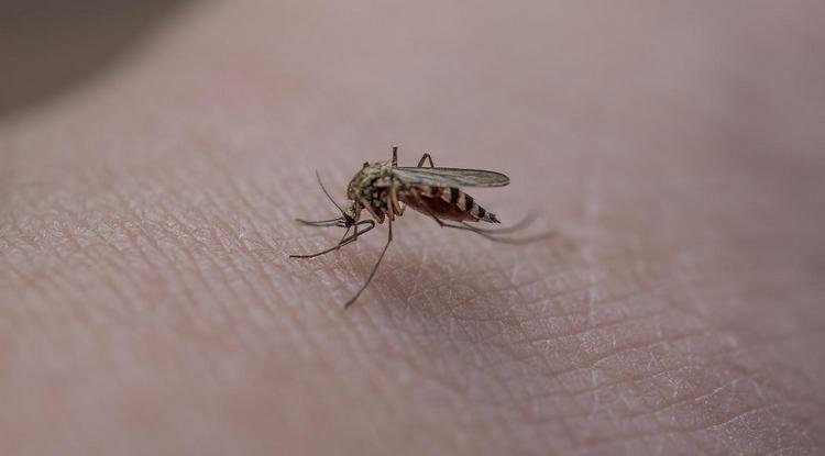 How do mosquitoes find us?