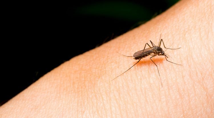 Why do mosquitoes bite some people more than others?
